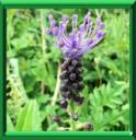 AIL A TOUPET - MUSCARI COMOSUM