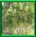 AREQUIER - CHRYSALIDOCARPUS ou ARECA ou DYPSIS LUTESCENS