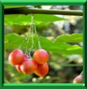 ARBRE A TOMATE - CYPHOMANDRA ou SOLANUM BETACEA