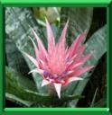 AECHMEA A BANDES - AECHMEA FASCIATA