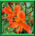 ALSTROEMERE - ALSTROEMERIA AURANTIACA
