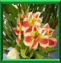 ALSTROEMERE PERROQUET - ALSTROEMERIA PSITTACINA