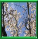 AMANDIER - PRUNUS AMYGDALUS