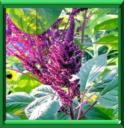 AMARANTE QUEUE DE RENARD - AMARANTHUS CAUDATUS