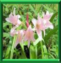 AMARYLLIS DE GUERNESEY - NERINE