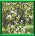 AMELANCHIER - AMELANCHIER