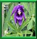 ANCOLIE COMMUNE - AQUILEGIA VULGARIS