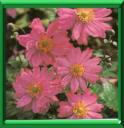 ANEMONE DU JAPON - ANEMONE JAPONICA