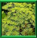 ANETH - ANETHUM GRAVEOLENS