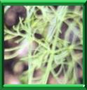 ANETH DOUX - FOENICULUM VULGARE