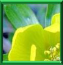ANTHORE - ACONITUM ANTHORA