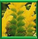 APHELANDRE - APHELANDRA SQUARROSA
