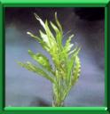 APONOGETON - APONOGETON DISTACHYUM