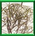 ARALIA ELEGANT - ARALIA ELEGANTISSIMA ou DIZYGOTHECA