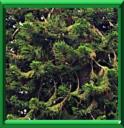 ARAUCARIA DE COOK - ARAUCARIA COLUMNARIS
