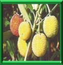 ARBOUSUER - ARBUTUS UNEDO