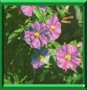 ARBRE A GENTIANE - SOLANUM RANTONETTI