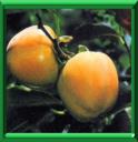 ARBRE A TOMATES - DIOSPYROS KAKI