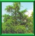 ARBRE AUX 40 ECUS - GINKGO BILOBA