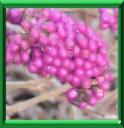 ARBRE AUX BONBONS - CALLICARPA AMERICANA