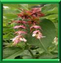 ARBRE AUX FAISANS - LEYCESTERIA FORMOSA