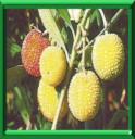 ARBRE AUX FRAISES - ARBUTUS UNEDO