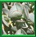 ARBRE DE JADE - CRASSULA OVATA