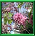 ARBRE DE JUDEE - CERCIS SILIQUASTRUM