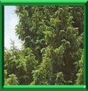 ARBRE DE NOEL - PICEA ABIES ou PICEA EXCELSA