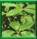 ARBRE OMBRELLE - SCHEFFLERA