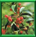 ARDISIE - ARDISIA CRENATA