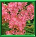 ARMERIE MARITIME - ARMERIA MARITIMA