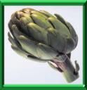ARTICHAUT - CYNARA SCOLYMUS