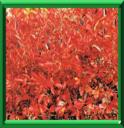 ARONIE - ARONIA