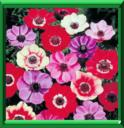 ANEMONE DE CAEN - ANEMONE CORONARIA