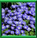 ANEMONE DE GRECE - ANEMONE BLANDA