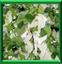 ARBRE AUX COLOMBES - DAVIDIA INVOLUCRATA