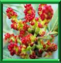 ARBRE A MASTIC - PISTACIA LENTISCUS
