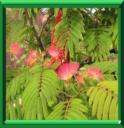 ARBRE DE SOIE - ALBIZIA JULIBRISSIN