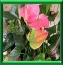 ANTHURIUM - ANTHURIUM SPP