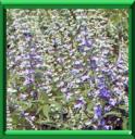 ARBRE AU POIVRE - VITEX AGNUS CASTUS