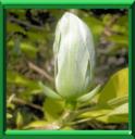 ARBRE A CORNICHONS - MAGNOLIA ACUMINATA
