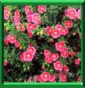 ANISODONTE DU CAP - ANISODONTEA CAPENSIS