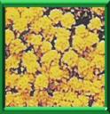 ALYSSE DES ROCHERS - ALYSSUM ou AURINIA SAXATILE