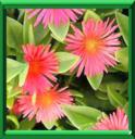 APTENIE EN FEUILLES EN COEUR - APTENIA ou MESEMBRYANTHEMUM CORDIFOLIA