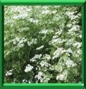 ANIS D'EUROPE - PIMPINELLA ANISUM