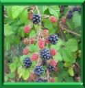 ARONCE - RUBUS FRUTICOSUS