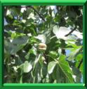 ARBRE A CARIQUES - FICUS CARICA