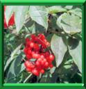 ARBRE A GRIVES - SORBUS AUCUPARIA