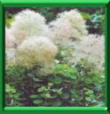 BARBE DE JUPITER - COTINUS COGGYGRIA
